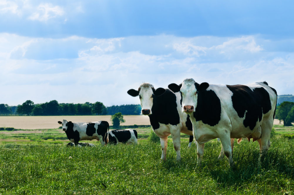 organic dairy cows dairy farm