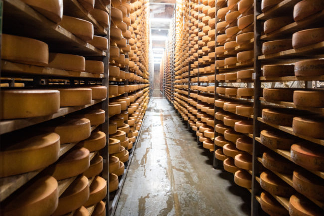 cheese cold storage dairy cold storage increasing demand
