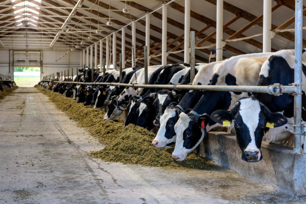 dairy farm cattle feed emissions methane sustainability