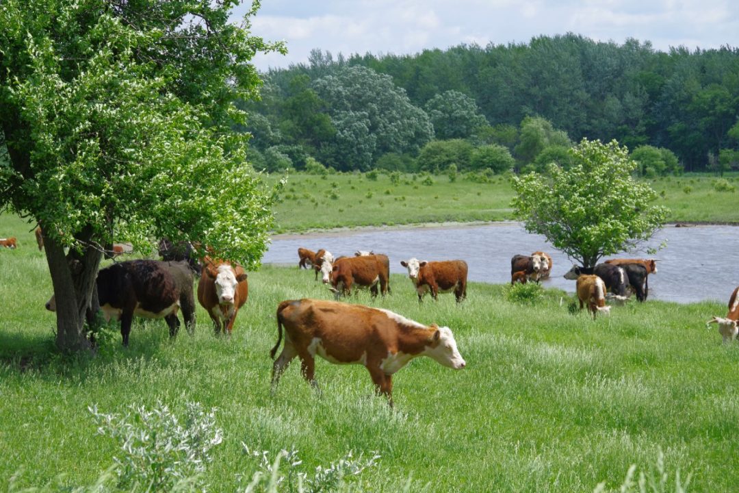 Michigan dairy farm cattle