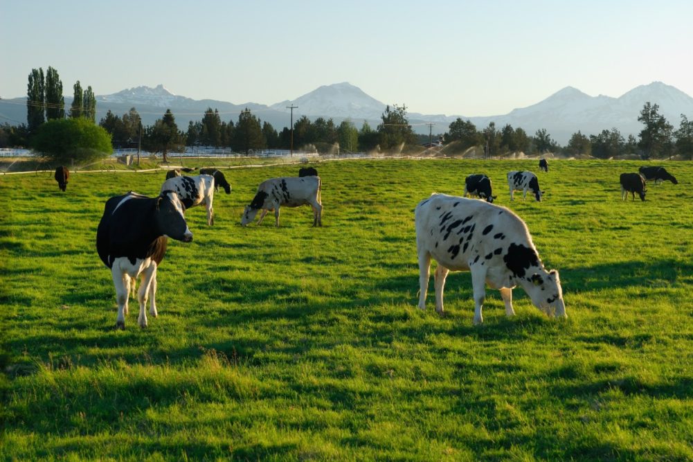 US dairy farms sustainability