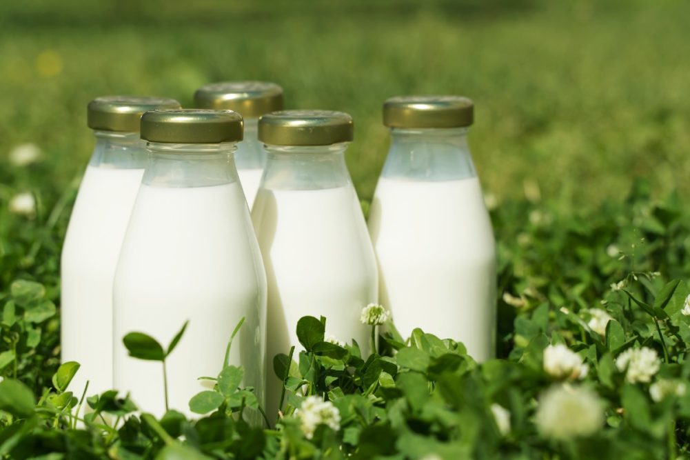 dairy organic milk dairy farm organic dairy products