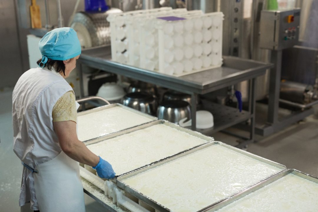 cheese production plant facility dairy processing