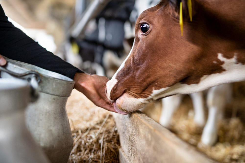 dairy farm dairy farmer sustainability