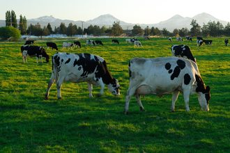 grass fed dairy organic dairy cows milk dairy farms