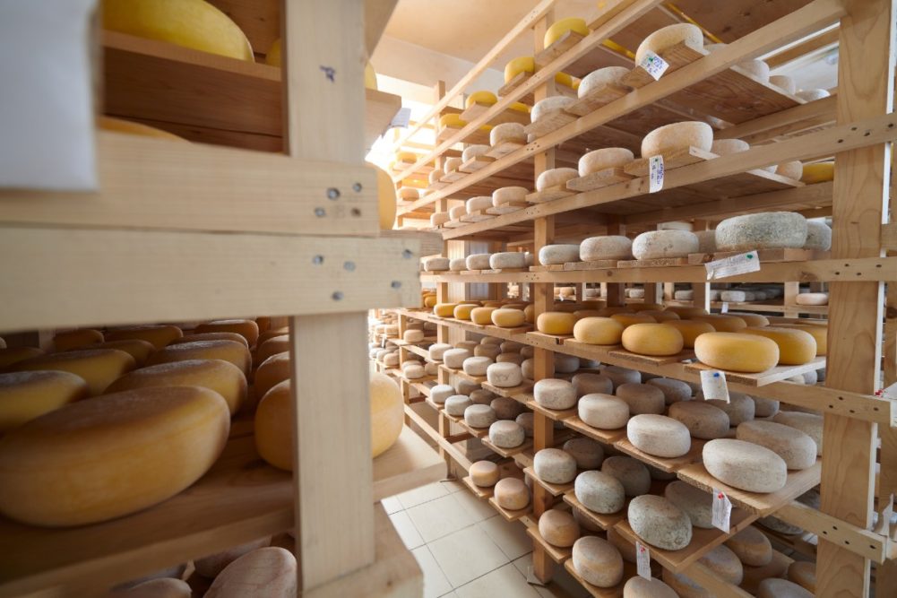 dairy processing plant cheese