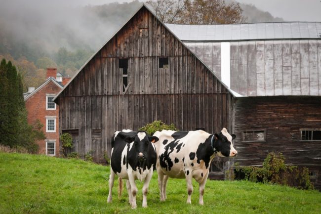 dairy farm dairy cows dairy farmers