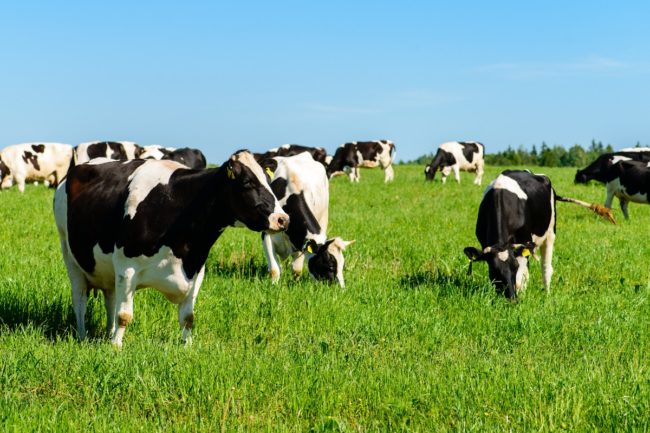 dairy farm sustainability milk cows