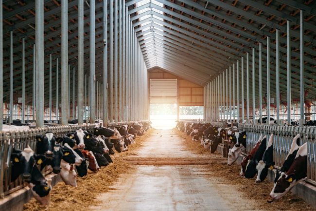 dairy farm cattle