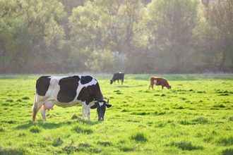 dairy farms sustainability environmental stewardship