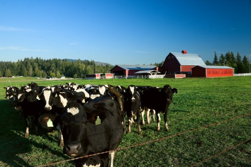dairy farm Washington emissions sustainability