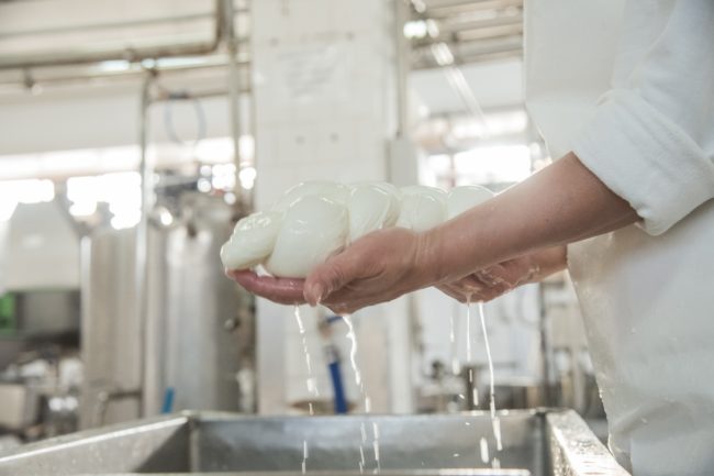 mozzarella cheese production factory dairy