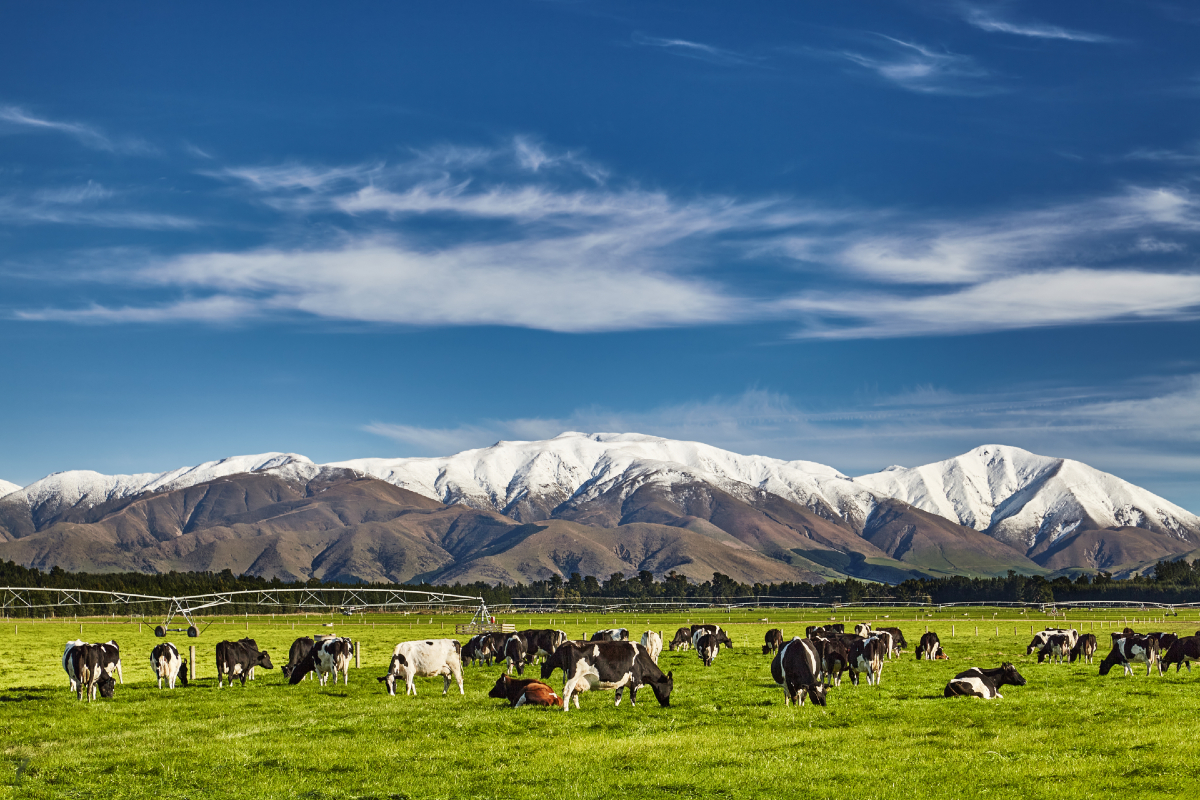 dairy agriculture farming New Zealand sustainability cows