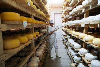 cheese aged dairy industry products